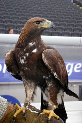 Der Adler Attila - das Frankfurter Wappentier Fußball 1. BL Herren Saison 2005 2006, Eintracht Frankfurt Einzelbild Frankfurt M.