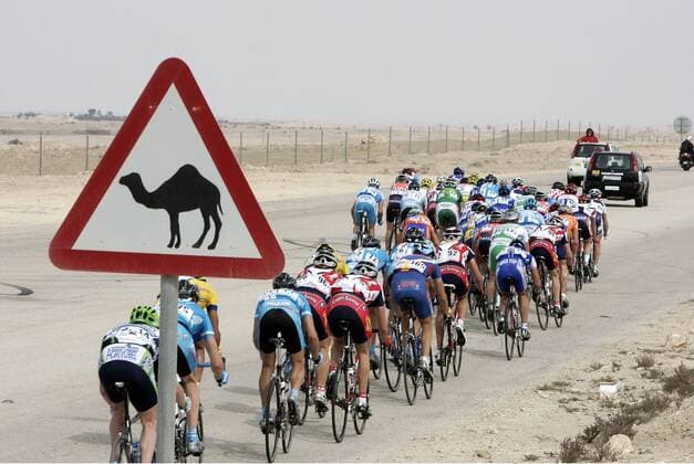 Achtung Kamele: Das Fahrerfeld der Tour of Qatar 2006 wird mit Warnschildern auf Wildwechsel der besonderen Art hingewiesen -  Radsport Herren Tour of Qatar 2006, Straßenradsport, Straße, Rad, Vdig Totale 2. Etappe: Camelodrome - Al Khor Corniche Doha