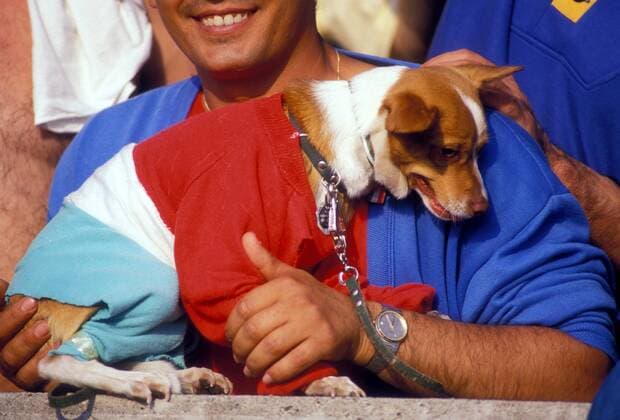 Hund, in den italienischen Landesfarben eingekleidet, in den Armen seines Herrchens Fußball Länderspiel Herren EM 1988, Nationalmannschaft Italien, Gruppe 1, Vdia Gruppe Frankfurt M. Fußball Länderspiel Herren EM 1988, Nationalmannschaft Italien, Gruppe 1, Vdia Gruppe Frankfurt M.