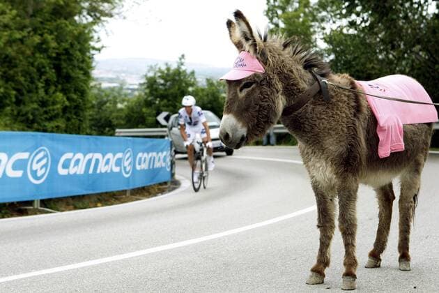 Esel im rosa Trikot am Rande der Strecke des Giro d Italia 2008 -  Radsport Herren Giro d Italia 2008, Straßenradsport, Straße, Rad, dItalia, Zeitfahren, Einzelzeitfahren Gruppe 10. Etappe: Pesaro - Urbino