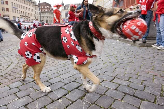 Hund hat sein Outfit auf die Fußball Europameisterschaft 2008 abgestimmt und beschäftigt sich nunmehr mit einem Miniball in den Landesfarben der Schweiz Fußball EM Herren Euro 2008, Fußballfieber, Public Viewing, Live Übertragung, Fußballübertragung, Liveübertragung Einzelbild Basel