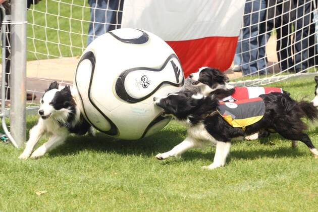 Hunde mit österreichischen und deutschen Trikots tollen um einen Ball herum Tiersport EM Hundefußball Euro 2008, Hund, Hunde, Fußball, Sendung, Fernsehsendung, ZDF Fernsehgarten Gruppe Tiersport EM Hundefußball Euro 2008, Hund, Hunde, Fußball, Sendung, Fernsehsendung, ZDF Fernsehgarten Gruppe