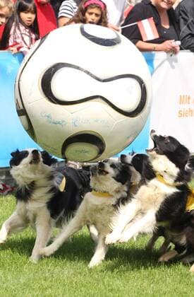 Hunde mit österreichischen und deutschen Trikots tollen um einen Ball herum Tiersport EM Hundefußball Euro 2008, Hund, Hunde, Fußball, Sendung, Fernsehsendung, ZDF Fernsehgarten Gruppe Tiersport EM Hundefußball Euro 2008, Hund, Hunde, Fußball, Sendung, Fernsehsendung, ZDF Fernsehgarten Gruppe