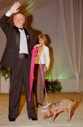 VLADIMIR, RUSSIA. AUGUST 13, 2004. Nikolai Andrianov, Olympic champion and Director of children s gymnastics school, with a live Olympic souvenir, Gymnast the Piglet, he received as a gift prior to his departure for Athens, where the famous Russian sportsman will attend the 2004 Olympic Games as guest of honour.  TASS_127289 o0 Olympische Spiele o0 Olympia Ehrengast Os Sommer Olympische o0 Turnen Kunstturnen privat kurios Tier Schwein