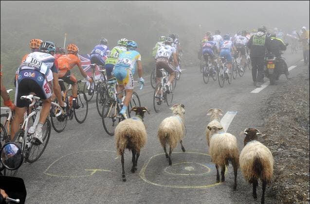 Tour de France 2010 - 17. Etappe - Pau - Col du Tourmalet - Bergziegen begleiten das Fahrerfeld - PhotoNews - 