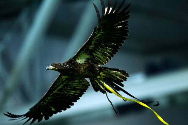 Ein Adler, das Wappentier von Vitesse Arnheim, mit Bändern in den Vereinsfarben, Eredivisie 2010 2011 xVIxxIVx 154690