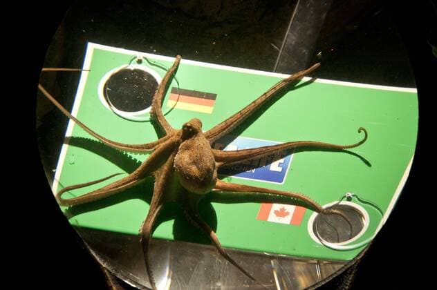 Oktopus Lola , 4 Monate alt, sagt heute voraus, wer am Sonntag, den 26.06.2011 bei der Fußball Frauen WM gewinnt, in ganz Deutschland findet ein Wettbewerb zwischen den Oktopoden statt, wer am meisten Spiele richtig vorhergesagt hat, Heute hat Lola vorausgesagt, das Kanada gegen Deutschland gewinnen wird, München Sealife Olympiapark, 24.06.2011