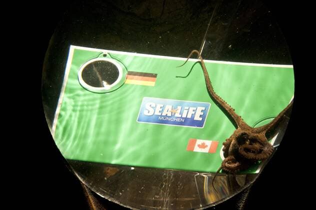 Oktopus Lola , 4 Monate alt, sagt heute voraus, wer am Sonntag, den 26.06.2011 bei der Fußball Frauen WM gewinnt, in ganz Deutschland findet ein Wettbewerb zwischen den Oktopoden statt, wer am meisten Spiele richtig vorhergesagt hat, Heute hat Lola vorausgesagt, das Kanada gegen Deutschland gewinnen wird, München Sealife Olympiapark, 24.06.2011
