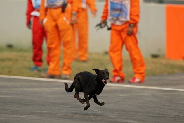 Stray dog on race track Indian Grand Prix, New Delhi 28-30 October 2011  o00 Dynamik