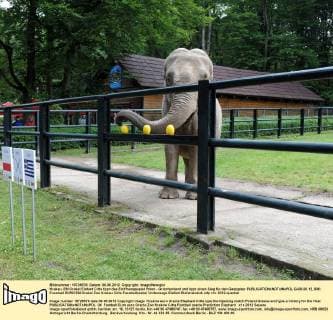 Krakau, EM Orakel Elefant Citta tippt das Eröffnungsspiel Polen - Griechenland und tippt einen Sieg für den Gastgeber  GJ06.06.12_006