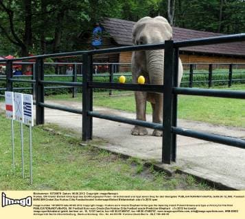Krakau, EM Orakel Elefant Citta tippt das Eröffnungsspiel Polen - Griechenland und tippt einen Sieg für den Gastgeber  GJ06.06.12_008