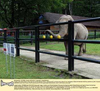 Krakau, EM Orakel Elefant Citta tippt das Eröffnungsspiel Polen - Griechenland und tippt einen Sieg für den Gastgeber  GJ06.06.12_004