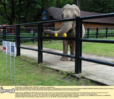 Krakau, EM Orakel Elefant Citta tippt das Eröffnungsspiel Polen - Griechenland und tippt einen Sieg für den Gastgeber  GJ06.06.12_007
