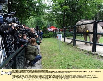 Krakau, EM Orakel Elefant Citta tippt das Eröffnungsspiel Polen - Griechenland und tippt einen Sieg für den Gastgeber  GJ06.06.12_013