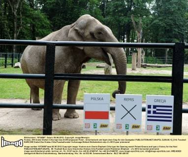 Krakau, EM Orakel Elefant Citta tippt das Eröffnungsspiel Polen - Griechenland und tippt einen Sieg für den Gastgeber  GJ06.06.12_014