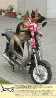 Czworonozny kibic EURO 2012 - Schäferhund als Fan der polnischen Nationalmannschaft olsl_050612 