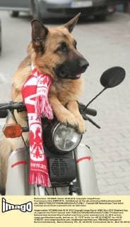 Czworonozny kibic EURO 2012 - Schäferhund als Fan der polnischen Nationalmannschaft olsl_050612 