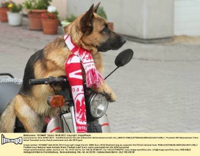 Czworonozny kibic EURO 2012 - Schäferhund als Fan der polnischen Nationalmannschaft olsl_050612 
