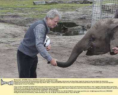 Start der Fan Fun Runde mit Elefantendame Nelly im Serengeti-Park, Hodenhagen. Gemeinsam mit Sepp Maier tippte Sie heute für das erste Spiel der deutschen Fußballnationalmannschaft gegen Portugal Sepp Maier, Nelly