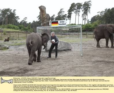 Start der Fan Fun Runde mit Elefantendame Nelly im Serengeti-Park, Hodenhagen. Gemeinsam mit Sepp Maier tippte Sie heute für das erste Spiel der deutschen Fußballnationalmannschaft gegen Portugal Sepp Maier, Nelly