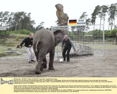Start der Fan Fun Runde mit Elefantendame Nelly im Serengeti-Park, Hodenhagen. Gemeinsam mit Sepp Maier tippte Sie heute für das erste Spiel der deutschen Fußballnationalmannschaft gegen Portugal Sepp Maier, Nelly