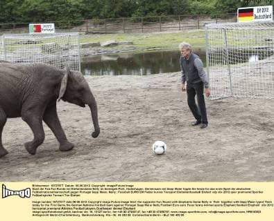Start der Fan Fun Runde mit Elefantendame Nelly im Serengeti-Park, Hodenhagen. Gemeinsam mit Sepp Maier tippte Sie heute für das erste Spiel der deutschen Fußballnationalmannschaft gegen Portugal Sepp Maier, Nelly