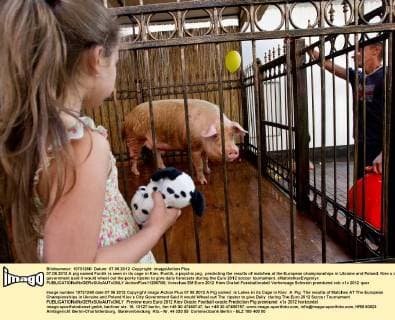 07.06.2012 A pig named Funtik is seen in its cage in Kiev. Funtik, a psychic pig, predicting the results of matches at the European championships in Ukraine and Poland. Kiev s city government said it would wheel out the porky tipster to give daily forecasts during the Euro 2012 soccer tournament. xMaloletkaxEvgeniyx  ActionPlus11286780