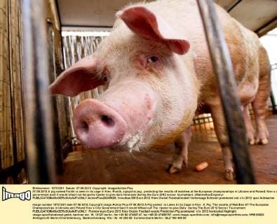 07.06.2012 A pig named Funtik is seen in its cage in Kiev. Funtik, a psychic pig, predicting the results of matches at the European championships in Ukraine and Poland. Kiev s city government said it would wheel out the porky tipster to give daily forecasts during the Euro 2012 soccer tournament. xMaloletkaxEvgeniyx  ActionPlus20245929