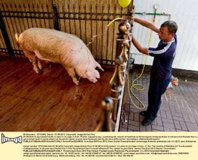07.06.2012 A pig named Funtik is seen in its cage in Kiev. Funtik, a psychic pig, predicting the results of matches at the European championships in Ukraine and Poland. Kiev s city government said it would wheel out the porky tipster to give daily forecasts during the Euro 2012 soccer tournament. xMaloletkaxEvgeniyx  ActionPlus20245930