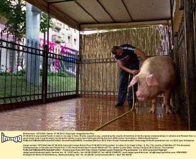 07.06.2012 A pig named Funtik is seen in its cage in Kiev. Funtik, a psychic pig, predicting the results of matches at the European championships in Ukraine and Poland. Kiev s city government said it would wheel out the porky tipster to give daily forecasts during the Euro 2012 soccer tournament. xMaloletkaxEvgeniyx  ActionPlus20245932
