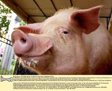 07.06.2012 A pig named Funtik is seen in its cage in Kiev. Funtik, a psychic pig, predicting the results of matches at the European championships in Ukraine and Poland. Kiev s city government said it would wheel out the porky tipster to give daily forecasts during the Euro 2012 soccer tournament. xMaloletkaxEvgeniyx  ActionPlus20245933