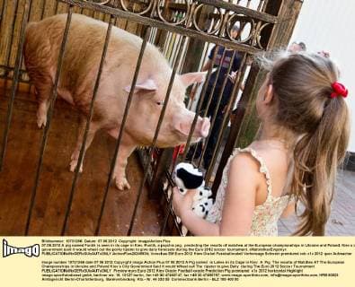07.06.2012 A pig named Funtik is seen in its cage in Kiev. Funtik, a psychic pig, predicting the results of matches at the European championships in Ukraine and Poland. Kiev s city government said it would wheel out the porky tipster to give daily forecasts during the Euro 2012 soccer tournament. xMaloletkaxEvgeniyx  ActionPlus20245934