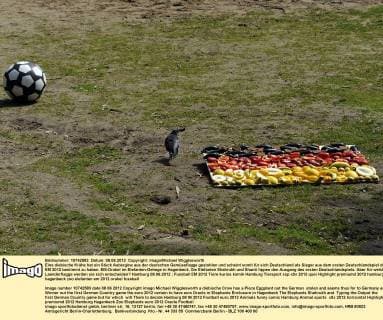 Eine diebische Krähe hat ein Stück Aubergine aus der deutschen Gemüseflagge gestohlen und scheint somit für sich Deutschland als Sieger aus dem ersten Deutschlandspiel der EM 2012 bestimmt zu haben. EM-Orakel im Elefanten-Gehege in Hagenbeck. Die Elefanten Shahrukh und Shanti tippen den Ausgang des ersten Deutschlandspiels. Aber für welche Laenderflagge werden sie sich entscheiden? Hamburg 08.06.2012