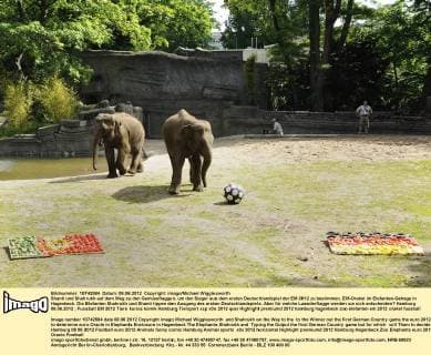 Shanti und Shahrukh auf dem Weg zu den Gemüseflaggen, um den Sieger aus dem ersten Deutschlandspiel der EM 2012 zu bestimmen. EM-Orakel im Elefanten-Gehege in Hagenbeck. Die Elefanten Shahrukh und Shanti tippen den Ausgang des ersten Deutschlandspiels. Aber für welche Laenderflagge werden sie sich entscheiden? Hamburg 08.06.2012