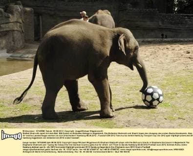 Elefant Shahrukh spielt mit dem Ball. EM-Orakel im Elefanten-Gehege in Hagenbeck. Die Elefanten Shahrukh und Shanti tippen den Ausgang des ersten Deutschlandspiels. Aber für welche Laenderflagge werden sie sich entscheiden? Hamburg 08.06.2012