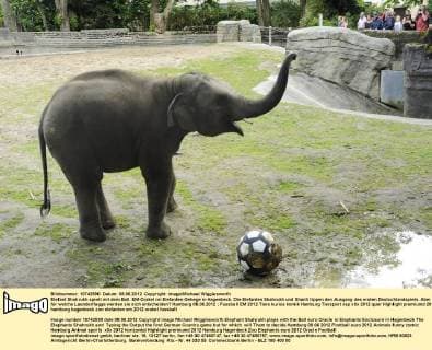 Elefant Shahrukh spielt mit dem Ball. EM-Orakel im Elefanten-Gehege in Hagenbeck. Die Elefanten Shahrukh und Shanti tippen den Ausgang des ersten Deutschlandspiels. Aber für welche Laenderflagge werden sie sich entscheiden? Hamburg 08.06.2012