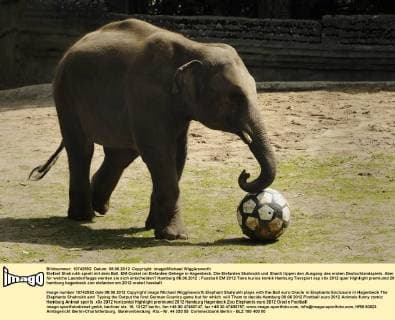 Elefant Shahrukh spielt mit dem Ball. EM-Orakel im Elefanten-Gehege in Hagenbeck. Die Elefanten Shahrukh und Shanti tippen den Ausgang des ersten Deutschlandspiels. Aber für welche Laenderflagge werden sie sich entscheiden? Hamburg 08.06.2012