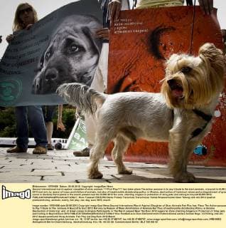 Second international march against slaughter of stray animals ???Fair Play??? has taken place.The action purpose is to pay tribute to the slain animals, a boycott to EURO 2012 (not only by reason of mass annihilation of animals, but also of inadmissible dictatorship policy in Ukraine, destruction of historical values and extinguishment of green zones in Ukraine).Participants in the march passed near the EURO 2012 fan zone, chanting slogans in protection of stray pets and calling to boycott EURO 2012. 