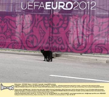 FUSSBALL - EURO 2012, Vorberichte BRESLAU,POLEN,11.JUN.12 - FUSSBALL - UEFA Europameisterschaft 2012 in Polen - Vorberichte. Bild zeigt eine Katze. 