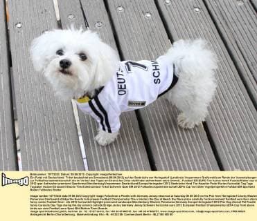 Ein Pudel mit Deutschland Trikot beobachtet am Sonnabend (09.06.2012) auf der Seebrücke von Heringsdorf (Landkreis Vorpommern Greifswald) am Rande der Veranstaltungen zur Fußballeuropameisterschaft die im Verlauf des Tages am Strand des Ortes stattfinden aufmerksam seine Umwelt.