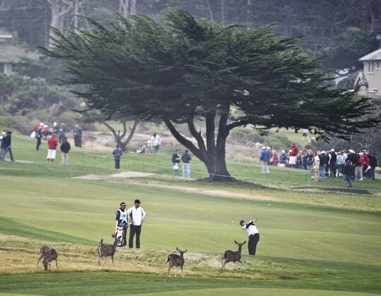Jason Day hits his approach shot over deer on the sixth hole at the Monterey Peninsula Country Club in the ATandT National Pro Am in Pebble Beach, California on February 7, 2013.  SXP20130200707