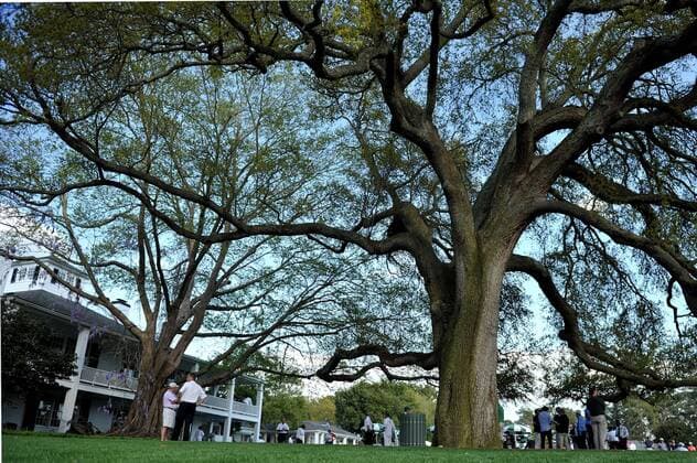 The club house is seen under the big oak tree at the Master golf tournament at Augusta National Golf Club on April 8, 2013 in Augusta, Georgia.  AUG20130408336