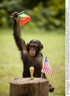 GUANGZHOU, CHINA - JUNE 22: (CHINA OUT) A gorilla predicts Portugal football team wins the World Cup match against American team by holding the flag of Portugal at a zoo on June 22, 2014 in Guangzhou, Guangdong Province of China.  CFP0913 