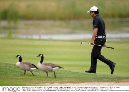 Golfen --- BMW International Open --- 2. Runde --- 27.06.2014 Felipe Aguilar (CHI), mit zwei Gänsen, Tiere, Natur, Umwelt, Freisteller, Einzelbild -