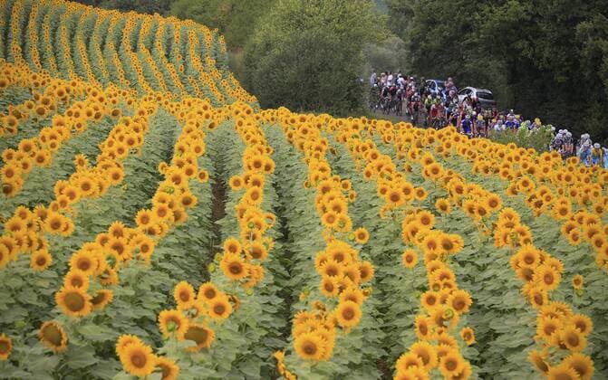 20140725 - BERGERAC, FRANCE: Illustration picture shows the pack of cyclists in action during stage 19 of the 101st edition of the Tour de France cycling race, 208, 5 km from Maubourguet Pays du Val d Adour to Bergerac, France, on Friday 25 July 2014. YUZURUxSUNADA  04264351