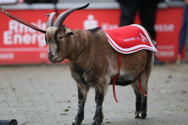 Hennes VIII, Maskottchen, Freisteller, Einzelbild, Fussball, DFB-Pokal der Frauen, 1. FC Köln - 1. FFC Turbine Potsdam, xozx