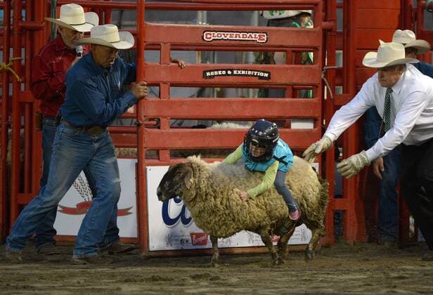 (150516) -- CLOVERDALE, A child participates in Mutton Bustin during the annual Cloverdale Professional Rodeo 2015 in Cloverdale, BC, Canada, May 15, 2015. The Cloverdale Rodeo was voted the Number One Performance Rodeo in North America by the Professional Rodeo Cowboy s Association n 1984. Today the Cloverdale Rodeo & Exhibition is the second largest community rodeo in Canada, attracting competitors and spectators worldwide. ) (SP)CANADA-CLOVERDALE-RODEO SergeixBachlakov 