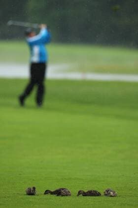 GOLF - Kaernten Golf Open 2015 GOEDERSDORF,AUSTRIA,22.MAY.15 - GOLF - European Challenge Tour, Kaernten Golf Open, GC Schloss Finkenstein. Image shows ducks and a golfer. GEPAxpictures xDanielxGoetzhaber
