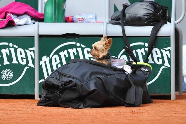 Serena Williams (USA) dog TENNIS : Tournoi de Roland Garros 2015 - 22 05 2015 TennisMagazine Panoramic 