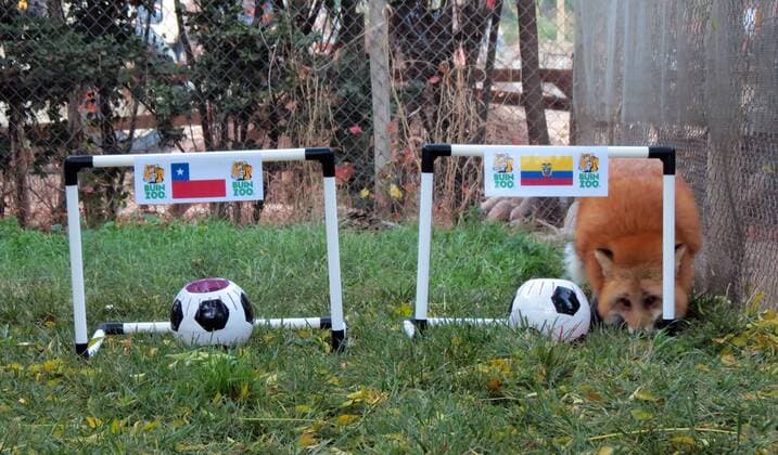 (150610) -- SANTIAGO, June 10, 2015 -- Image provided by Buin Zoo Park shows red fox Zincha choosing a goal as prediction for the opening game of 2015 Copa America between Chile and Ecuador, at the Buin Zoo Park, in Santiago, Chile, on June 10, 2015. Buin Zoo Park) (jp) (SP)CHILE-SANTIAGO-COPA AMERICA-ZINCHA RED FOX e BUINxZOO 